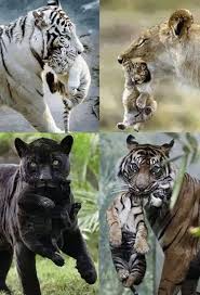 Grosskatzenmutter Tragen Ihre Junge Im Maul Funnyphotoswildanimals Grosskatzenmutter Ihre Animals Beautiful Cute Animals Beautiful Cats