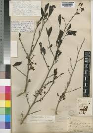 Image result for Rhabdophyllum welwitschii