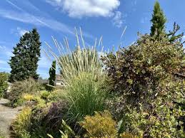 Image result for Macrotyloma africanum