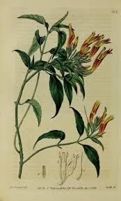 Image result for Dicliptera