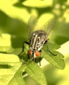 Image result for Humularia reekmansii