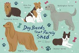 10 Best Dog Breeds That Don T Shed Much