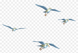 To view the full png size resolution click on any of the below image thumbnail. Flying Birds 01 Png Stock By Roy3d Flying Birds Png Hd Free Transparent Png Clipart Images Download