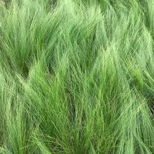 Image result for Polystachya tenuissima