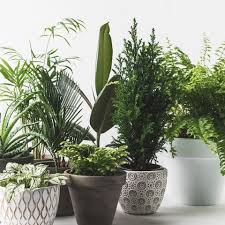 My first attempt at gardening started with houseplants. 7 Mistakes You Re Making With House Plants Indoor Plant Care