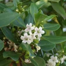 Image result for Myoporum laetum