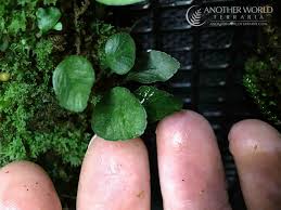 Image result for Elaphoglossum