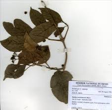 Image result for Rutidea