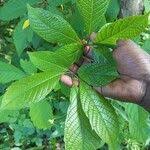 Image result for Vitex fischeri