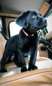 Pin By Tatli Su Baligi On Cute Lil Puppies In 2020 Puppies Cute Animals