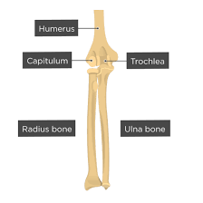 The radius and ulna are the bones of the forearm. Radius And Ulna Bones Anatomy Introduction