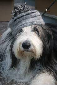 Pin By Mary Malarky On Bearded Collie Dog Bearding Bearded Collie Fluffy Dogs