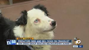 Claremore lost and found pets. Alert Online Predators Seek Dogs On Craigslist Youtube
