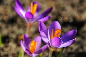 Flowers in season in february and march. Crocus Spring Purple Flowers January February March Early Bloomer Flower Flowering Plant Plant Pxfuel