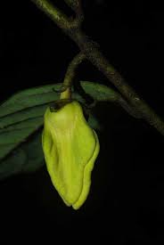 Image result for Annickia ambigua