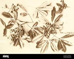 Image result for Terminalia boivinii