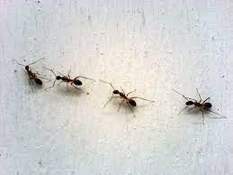Le formiche esploratrici lasciano scie di feromoni affinché le compagne possano seguirle, quindi pur schiacciandone una, non fermerai l'infestazione. Formiche In Casa Che Bel Problema Ecco La Soluzione