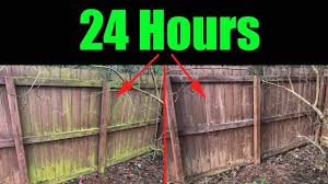 Find the right fence for your yard. Remove Mold And Algae Fence And House Youtube