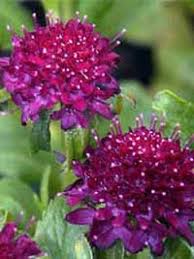 Scabiosa Chile Black Skabiose Steingartenstauden Stauden Baumschule New Garden Skabiose Pflanzen Bepflanzung