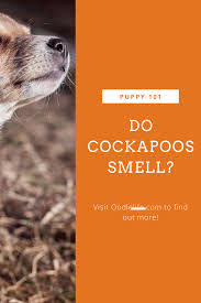 You must show them not to be scared. Do Cockapoos Smell 5 Easy Ways To Fix A Stinky Cockapoo Oodle Dogs Dog Smells Poodle Mix Breeds Cockapoo Facts