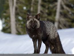 I slept with a silver fox after i broke up with my boyfriend and it was amazing! What Exactly Is A Silver Fox