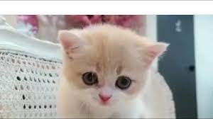 Cute Cat Short Whatsapp Status Video Youtube Funny Cat Videos Cat Videos For Kids Cute Cat Gif