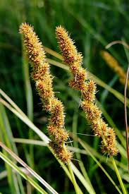 Image result for Carex angolensis