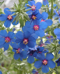 Image result for Anagallis elegantula