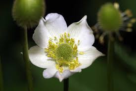 Image result for Aneilema chrysopogon