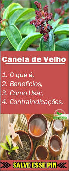 Para Que Serve O Remédio Canela De Velho Os 15 Beneficios Da Canela De Velho Para Saude Canela De Velho Canela Beneficios Ervas