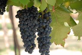 Grapes are a welcome addition to any garden or allotment. Black Spanish Bunch Grape Vine Ison S Nursery Vineyard