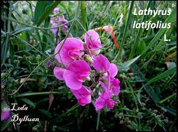 Image result for Cheirostylis lepida