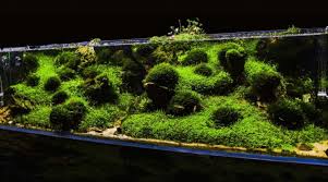 10 Best Aquarium Moss For Your Aquarium That You Need To Know Aquascape Planted Aquarium Aquascape Aquarium