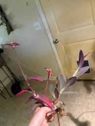 Image result for Tradescantia pallida