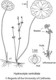 Image result for Hydrocotyle