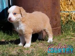 What is a good name for an australian shepherd? Limited Edition Yellow Female Color Country Aussies