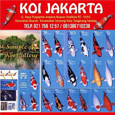 Tapi, itu hanya bisa terwujud apabila kondisi air kolam kita senantiasa terjaga kebersihan dan kebeningannya. Ikan Koi Bsd Pusat Penjualan Koi Perlengkapan Dan Solusi Kolam