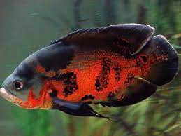 Member Spotlight Gozer 1 Pet Fish Oscar Fish Aquarium Fish