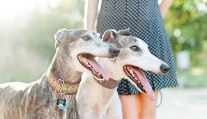 They are clean, shed very little and seldom bark. 5 Reasons To Adopt Greyhounds In Austin