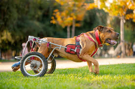 Image result for invalid dog wheelset