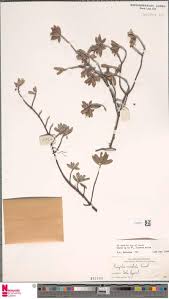 Image result for Enteropogon monostachyos