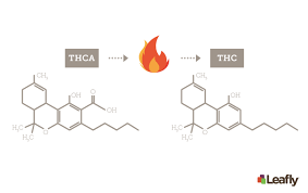 A List Of Major Cannabinoids In Cannabis And Their Effects