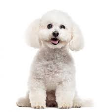 Bichon Frise Decouvrez Comment Est Cet Animal Ses Caracteristiques Physiques Caractere Comportement Etc Le Bichon En 2020 Chien Bichon Bichon Frise Chien Blanc