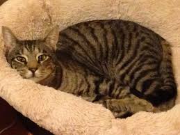 Sometimes pedigreed cats end up at the shelter after losing their home to an owner's death a bengal rescue network can help you find a cat that may be the perfect companion for your family. Bengal Tabby Mix How To Feed A Bengal Cat