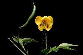 Image result for Senna septemtrionalis