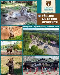 Experience bears, wolves, lynx, meerkats, aplacas, wallaby kangaroos, ibexes, emus & rheas, sika & fallow deer and a whole lot more. Eifelpark Gondorf Wildpark Spielplatze Gastronomie To Go Eiscafe To Go Taglich Ab 10 Uhr Geoffnet Karfreitag Ostern Geoffnet Infos Tickets Https Www Eifelpark De Facebook