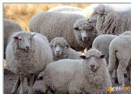 Vand Oi Merinos German Hobby Zoo Ro