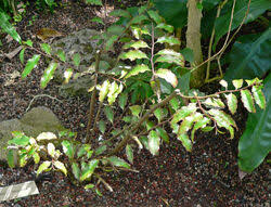 Image result for Terminalia trichopoda