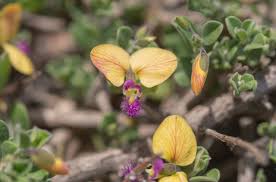 Image result for Polygala erioptera