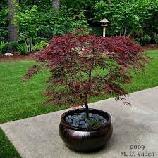 Growing Japanese Maples In Containers Japanesegardens Japanesegarden Japanese Garden Japanese Maple Garden Japanese Garden Landscape Small Japanese Garden